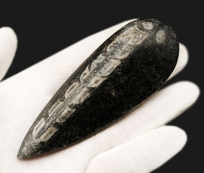 アンモナイトの祖先、まっすぐなタイプも存在した!頭足類、オルソセラス(Orthoceras)の化石(その3)