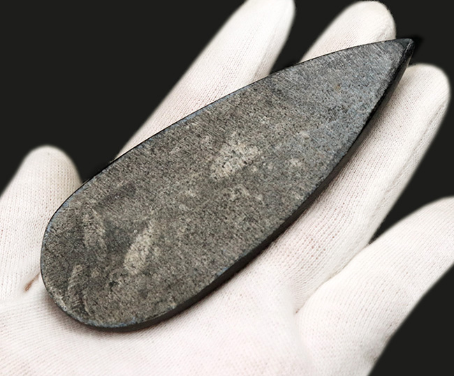 アンモナイトの祖先、まっすぐなタイプも存在した!頭足類、オルソセラス(Orthoceras)の化石(その4)