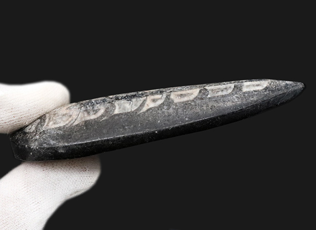 アンモナイトの祖先、まっすぐなタイプも存在した!頭足類、オルソセラス(Orthoceras)の化石(その5)