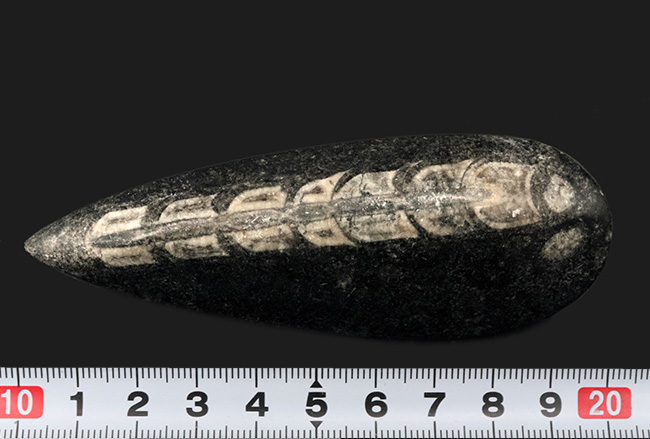 アンモナイトの祖先、まっすぐなタイプも存在した!頭足類、オルソセラス(Orthoceras)の化石(その6)