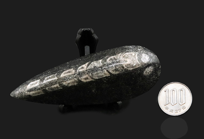 アンモナイトの祖先、まっすぐなタイプも存在した!頭足類、オルソセラス(Orthoceras)の化石(その7)