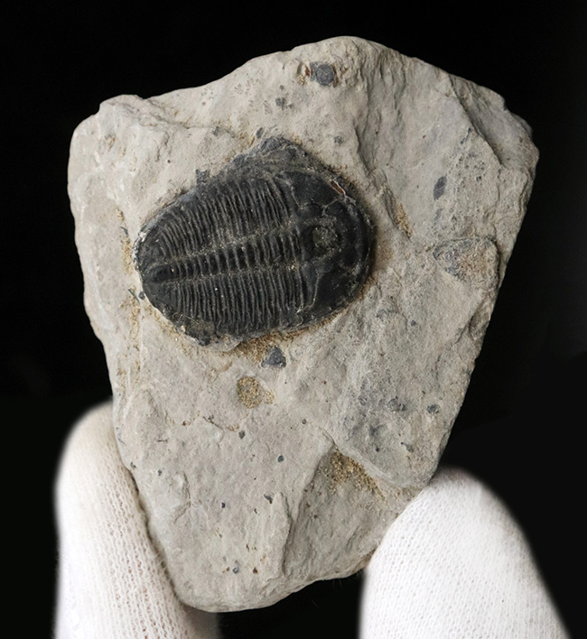 自由頬が残存！最も名の知れた三葉虫、エルラシア・キンギ（Elrathia Kingi）の上質化石（その1）