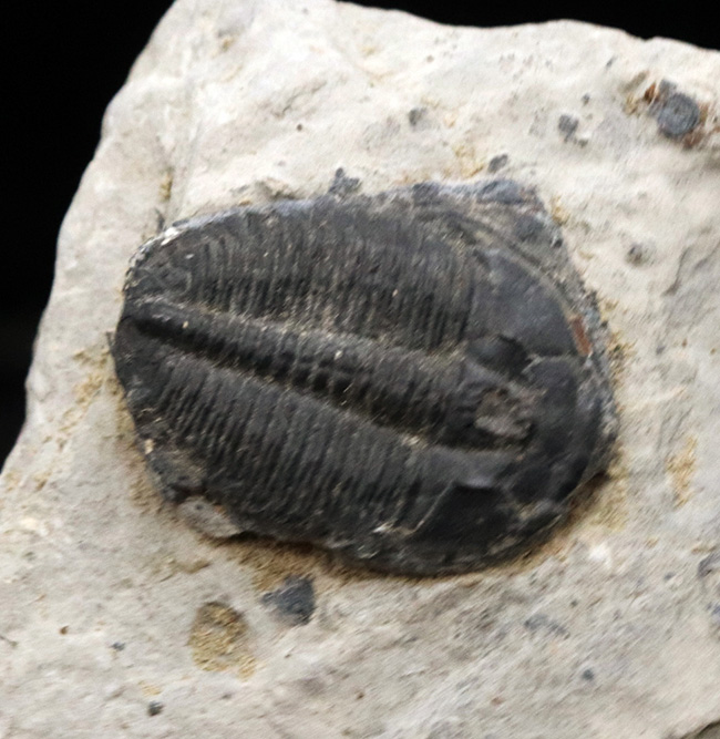 自由頬が残存！最も名の知れた三葉虫、エルラシア・キンギ（Elrathia Kingi）の上質化石（その2）