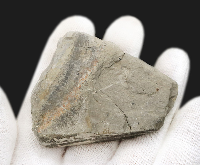 自由頬が残存！最も名の知れた三葉虫、エルラシア・キンギ（Elrathia Kingi）の上質化石（その5）
