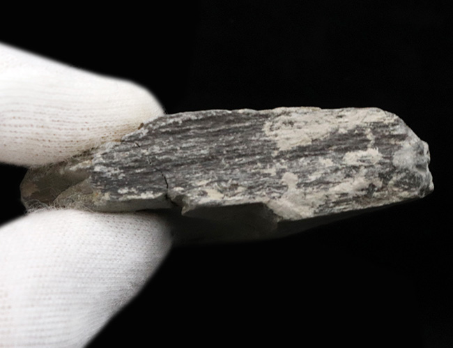 自由頬が残存！最も名の知れた三葉虫、エルラシア・キンギ