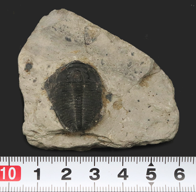 自由頬が残存！最も名の知れた三葉虫、エルラシア・キンギ（Elrathia