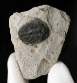 自由頬が残存！最も名の知れた三葉虫、エルラシア・キンギ（Elrathia Kingi）の上質化石
