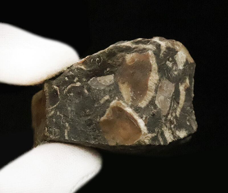 サービスプライス！渋く美しい産状が素敵な、北海道羽幌産の立体巻き貝化石（その5）