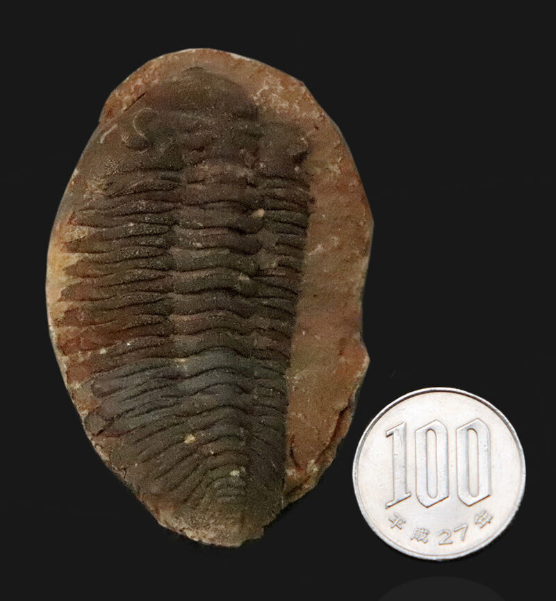 古生代デボン紀・南半球の海より……ボリビア産三葉虫、エルドレゲイア（Eldredgeia）のノジュール由来の良質化石（その10）