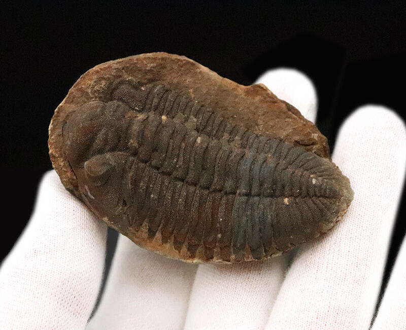 古生代デボン紀・南半球の海より……ボリビア産三葉虫、エルドレゲイア（Eldredgeia）のノジュール由来の良質化石（その2）