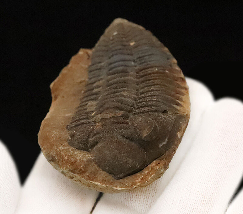 古生代デボン紀・南半球の海より……ボリビア産三葉虫、エルドレゲイア（Eldredgeia）のノジュール由来の良質化石（その3）