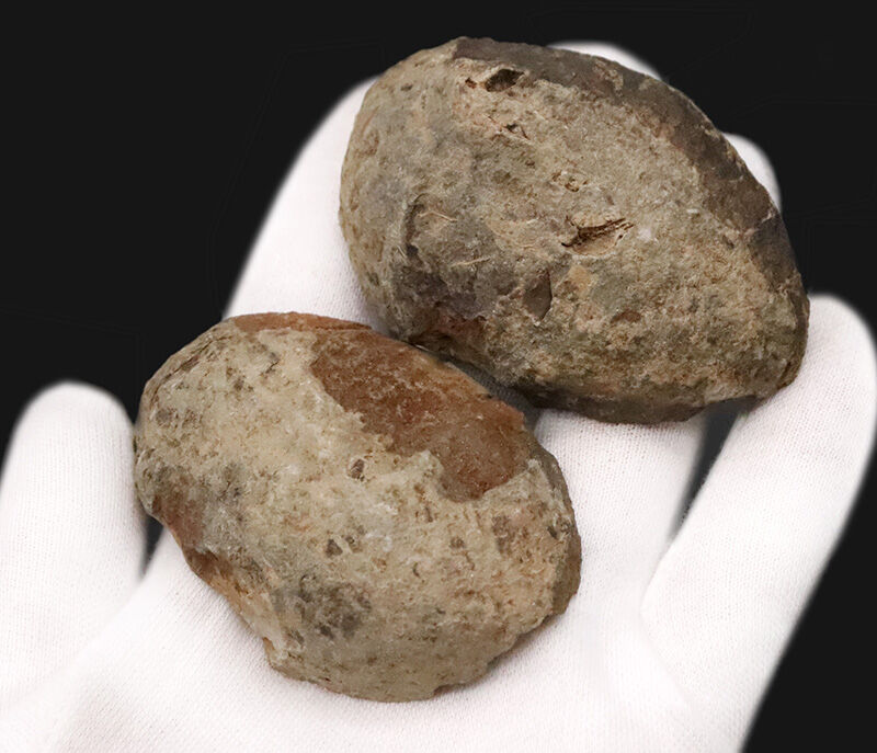 古生代デボン紀・南半球の海より……ボリビア産三葉虫、エルドレゲイア（Eldredgeia）のノジュール由来の良質化石（その4）