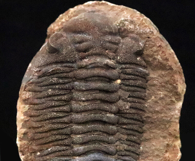 古生代デボン紀・南半球の海より……ボリビア産三葉虫、エルドレゲイア（Eldredgeia）のノジュール由来の良質化石（その5）