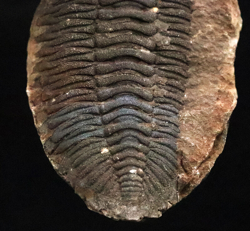 古生代デボン紀・南半球の海より……ボリビア産三葉虫、エルドレゲイア（Eldredgeia）のノジュール由来の良質化石（その6）