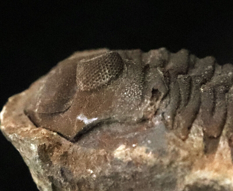 古生代デボン紀・南半球の海より……ボリビア産三葉虫、エルドレゲイア（Eldredgeia）のノジュール由来の良質化石（その7）