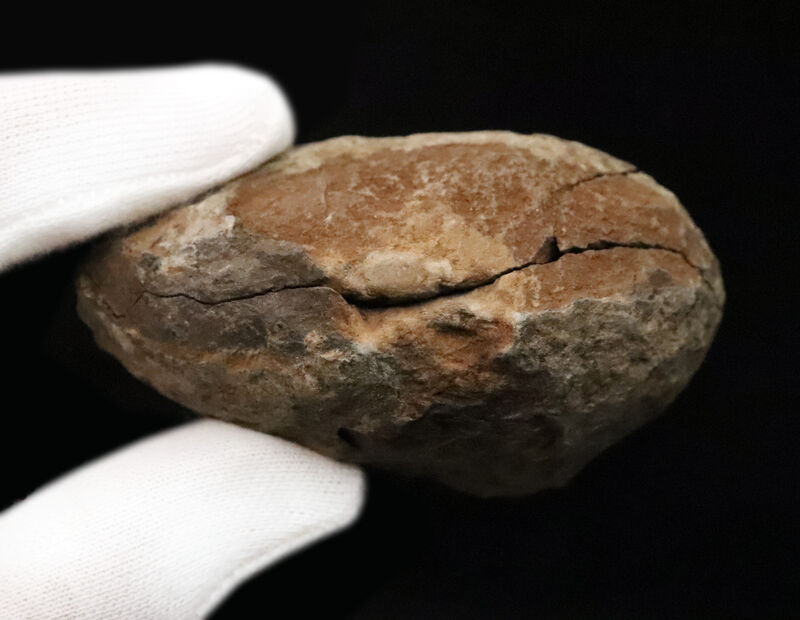 古生代デボン紀・南半球の海より……ボリビア産三葉虫、エルドレゲイア（Eldredgeia）のノジュール由来の良質化石（その8）
