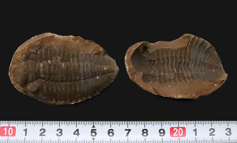 古生代デボン紀・南半球の海より……ボリビア産三葉虫、エルドレゲイア（Eldredgeia）のノジュール由来の良質化石（その9）