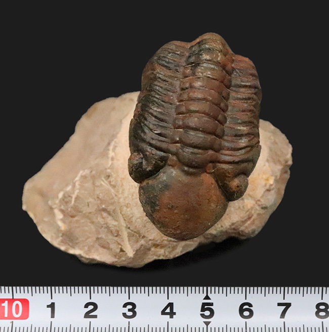 状態良好！シンボルマークの大きな頭鞍部が印象的な、大サイズのリードプス（Reedops）（その10）
