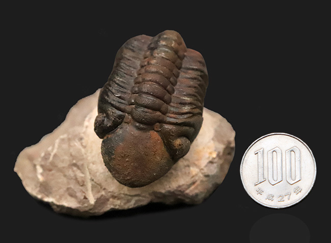 状態良好！シンボルマークの大きな頭鞍部が印象的な、大サイズのリードプス（Reedops）（その11）