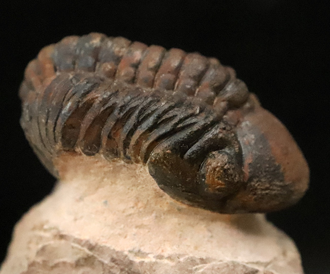 状態良好！シンボルマークの大きな頭鞍部が印象的な、大サイズのリードプス（Reedops）（その2）