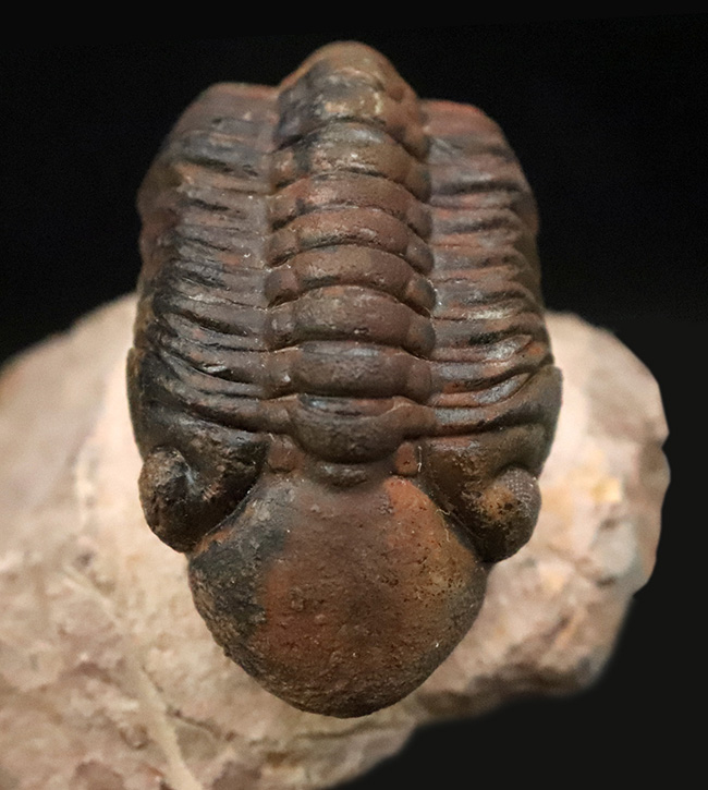 状態良好！シンボルマークの大きな頭鞍部が印象的な、大サイズのリードプス（Reedops）（その3）