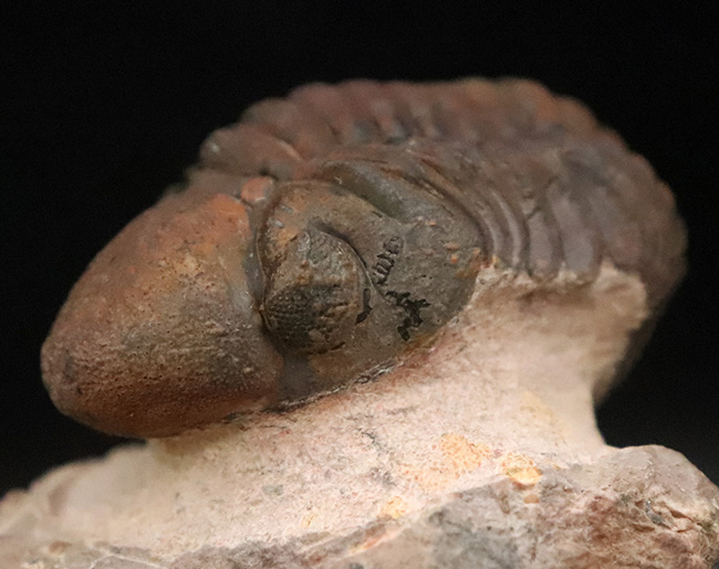 状態良好！シンボルマークの大きな頭鞍部が印象的な、大サイズのリードプス（Reedops）（その4）