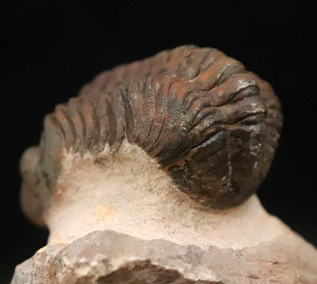 状態良好！シンボルマークの大きな頭鞍部が印象的な、大サイズのリードプス（Reedops）（その5）