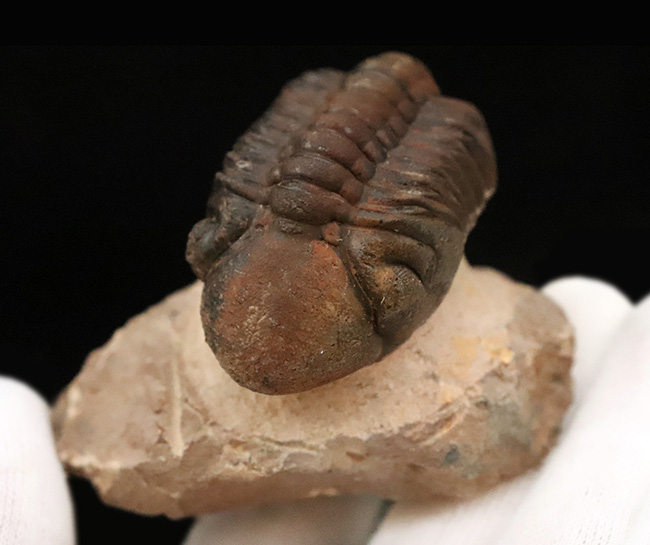 状態良好！シンボルマークの大きな頭鞍部が印象的な、大サイズのリードプス（Reedops）（その6）