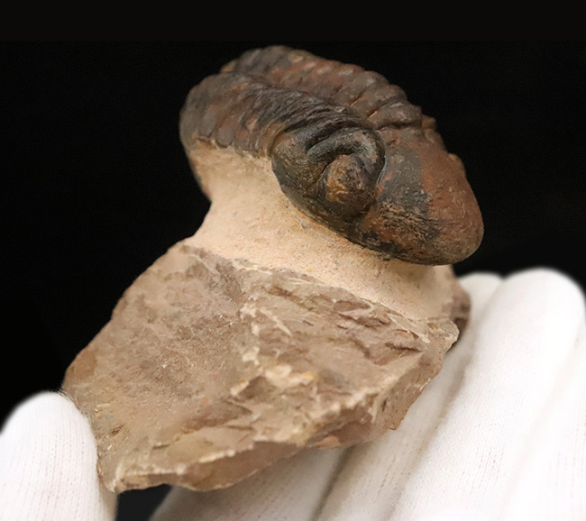 状態良好！シンボルマークの大きな頭鞍部が印象的な、大サイズのリードプス（Reedops）（その7）