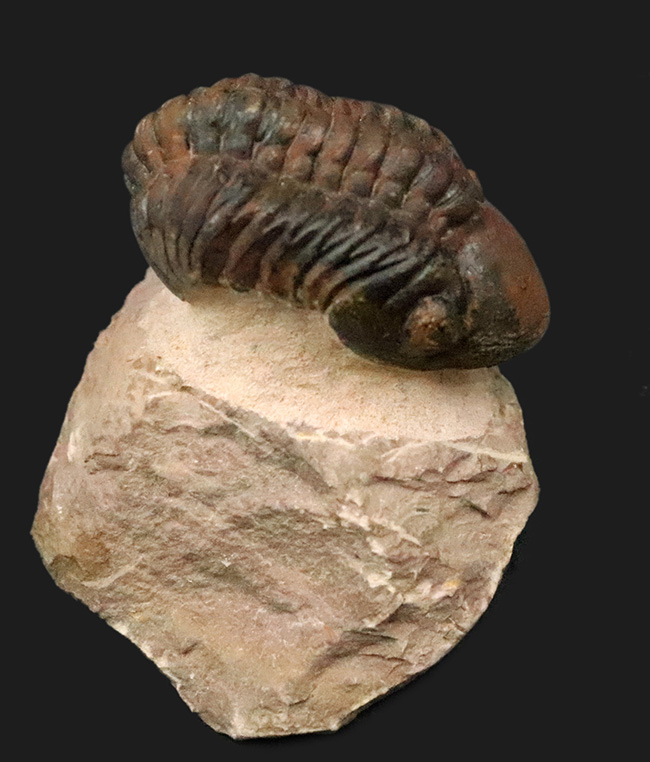 状態良好！シンボルマークの大きな頭鞍部が印象的な、大サイズのリードプス（Reedops）（その8）