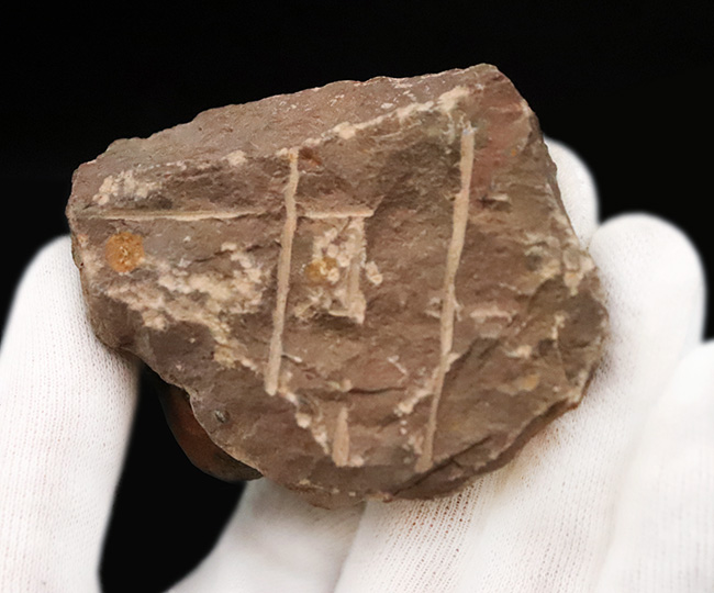 状態良好！シンボルマークの大きな頭鞍部が印象的な、大サイズのリードプス（Reedops）（その9）