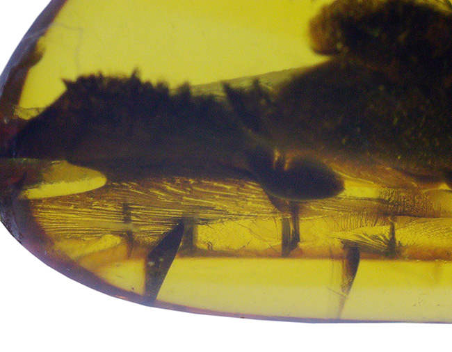 ラインが美しい！虫を内包したバルト海産琥珀（Amber）ペンダントトップ（シルバーチェーン、高級ジュエリーケース付き）（その6）