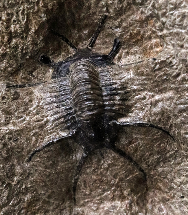 三葉虫Ceratarges ziregensis 三葉虫Ceratarges ziregensis - メルカリ