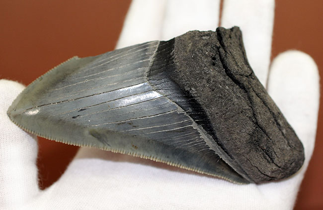 サービスプライス!絶滅古代鮫、メガロドンの部分歯化石。三分の一が欠損しているものの、極めて保存状態良好!(その1)