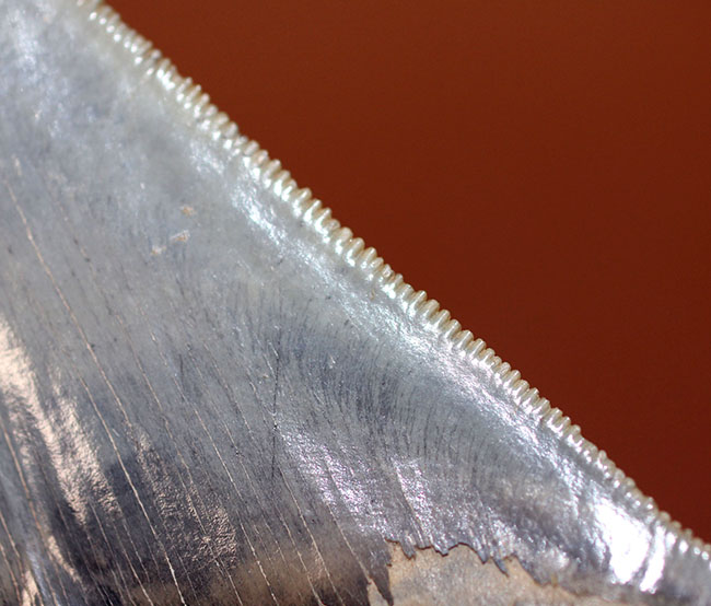 サービスプライス!絶滅古代鮫、メガロドンの部分歯化石。三分の一が欠損しているものの、極めて保存状態良好!(その10)