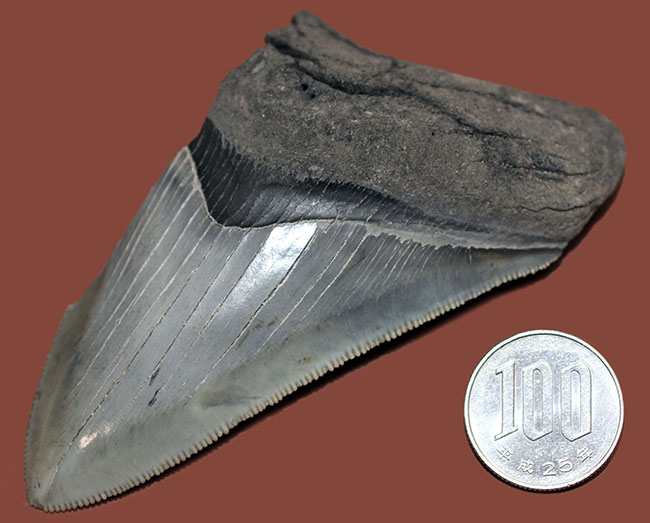 サービスプライス！絶滅古代鮫、メガロドンの部分歯化石。三分の一が欠損しているものの、極めて保存状態良好！（その11）