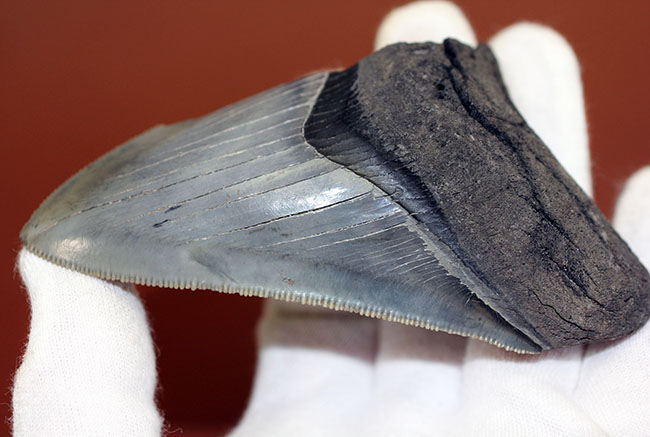 サービスプライス!絶滅古代鮫、メガロドンの部分歯化石。三分の一が欠損しているものの、極めて保存状態良好!(その2)