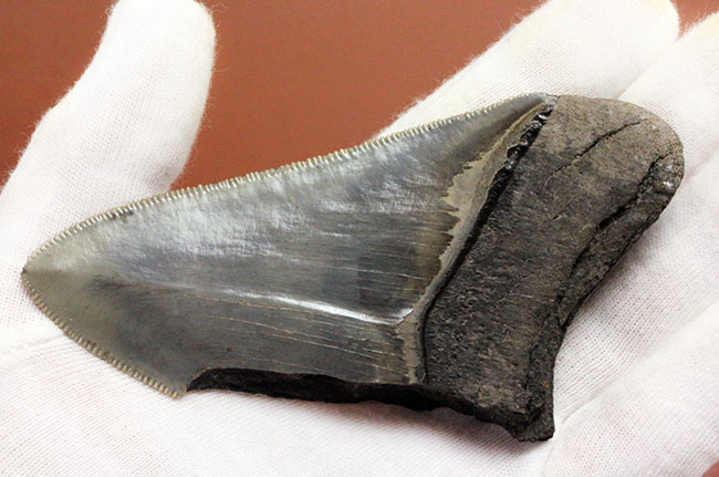 サービスプライス!絶滅古代鮫、メガロドンの部分歯化石。三分の一が欠損しているものの、極めて保存状態良好!(その3)