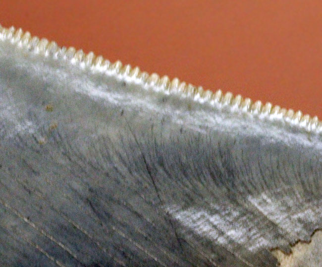 サービスプライス!絶滅古代鮫、メガロドンの部分歯化石。三分の一が欠損しているものの、極めて保存状態良好!(その4)