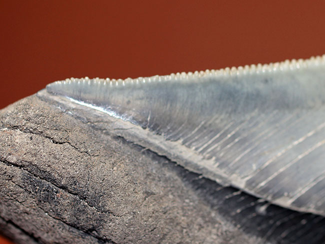 サービスプライス!絶滅古代鮫、メガロドンの部分歯化石。三分の一が欠損しているものの、極めて保存状態良好!(その8)