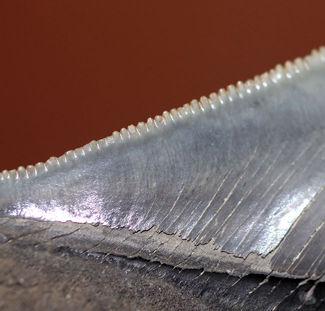 サービスプライス!絶滅古代鮫、メガロドンの部分歯化石。三分の一が欠損しているものの、極めて保存状態良好!(その9)