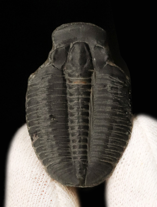 米国ユタ州で採集された最古の三葉虫の一つ、エルラシア・キンギ(Elrathia kingi)をあしらったピンブローチ(その1)
