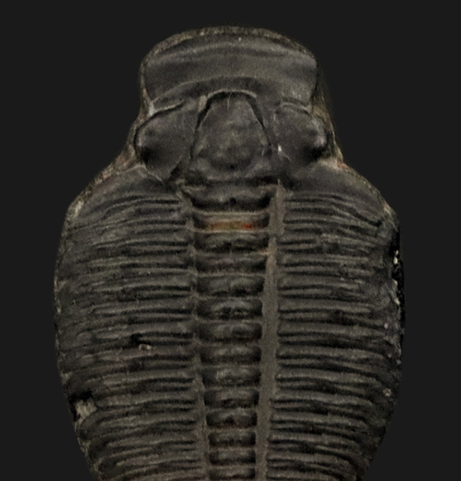 米国ユタ州で採集された最古の三葉虫の一つ、エルラシア・キンギ(Elrathia kingi)をあしらったピンブローチ(その2)