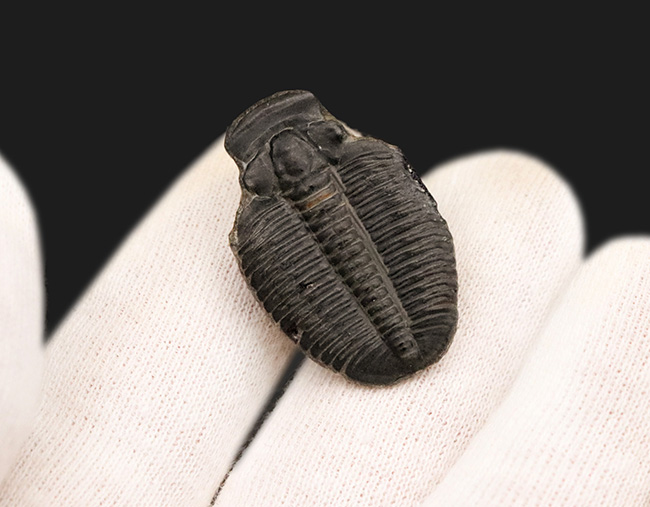 米国ユタ州で採集された最古の三葉虫の一つ、エルラシア・キンギ(Elrathia kingi)をあしらったピンブローチ(その4)