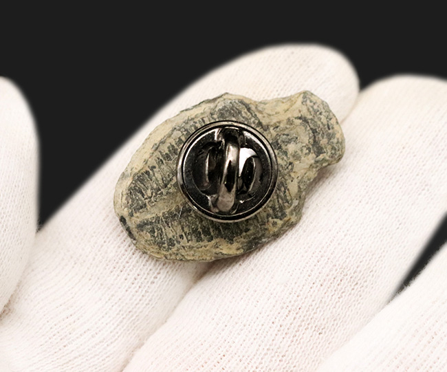 米国ユタ州で採集された最古の三葉虫の一つ、エルラシア・キンギ(Elrathia kingi)をあしらったピンブローチ(その5)