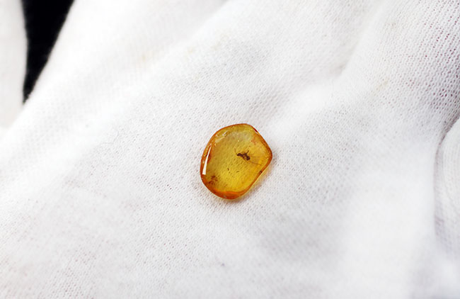 印象的な二匹の虫を内包した海産虫入り琥珀。美しい飴色を呈します!(その3)
