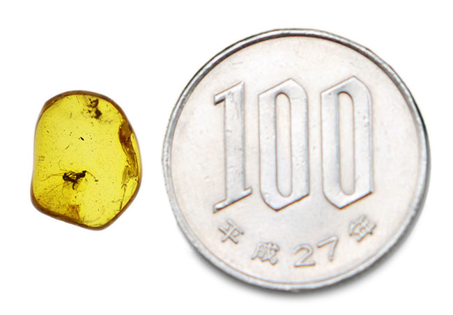 印象的な二匹の虫を内包した海産虫入り琥珀。美しい飴色を呈します 
