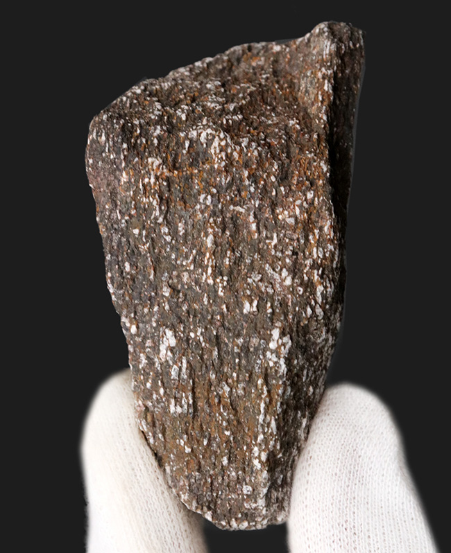 米国コロラド州のジュラ紀の地層より採集された恐竜の骨と思しき断片の化石(その1)