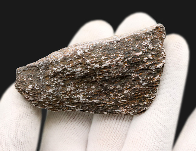米国コロラド州のジュラ紀の地層より採集された恐竜の骨と思しき断片の化石(その2)
