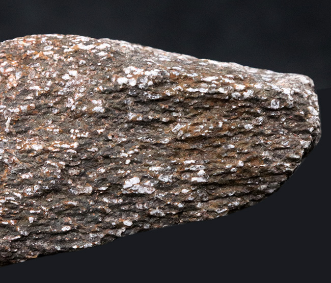 米国コロラド州のジュラ紀の地層より採集された恐竜の骨と思しき断片の化石(その4)